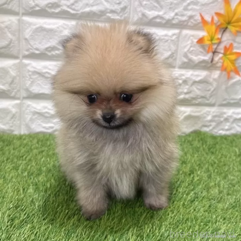 販売中の愛知県のポメラニアン-434458