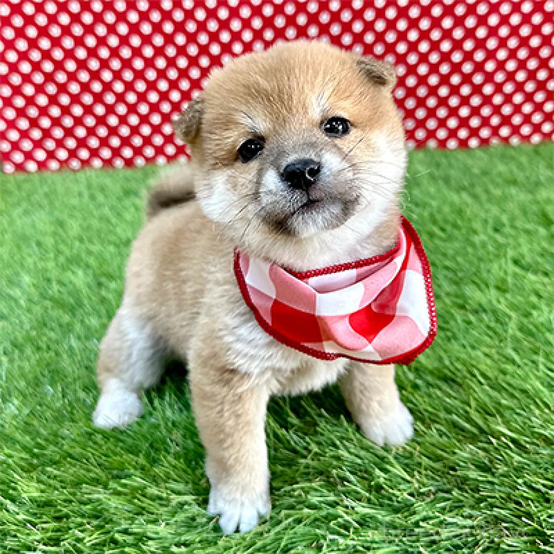 販売中の神奈川県の豆柴-439249