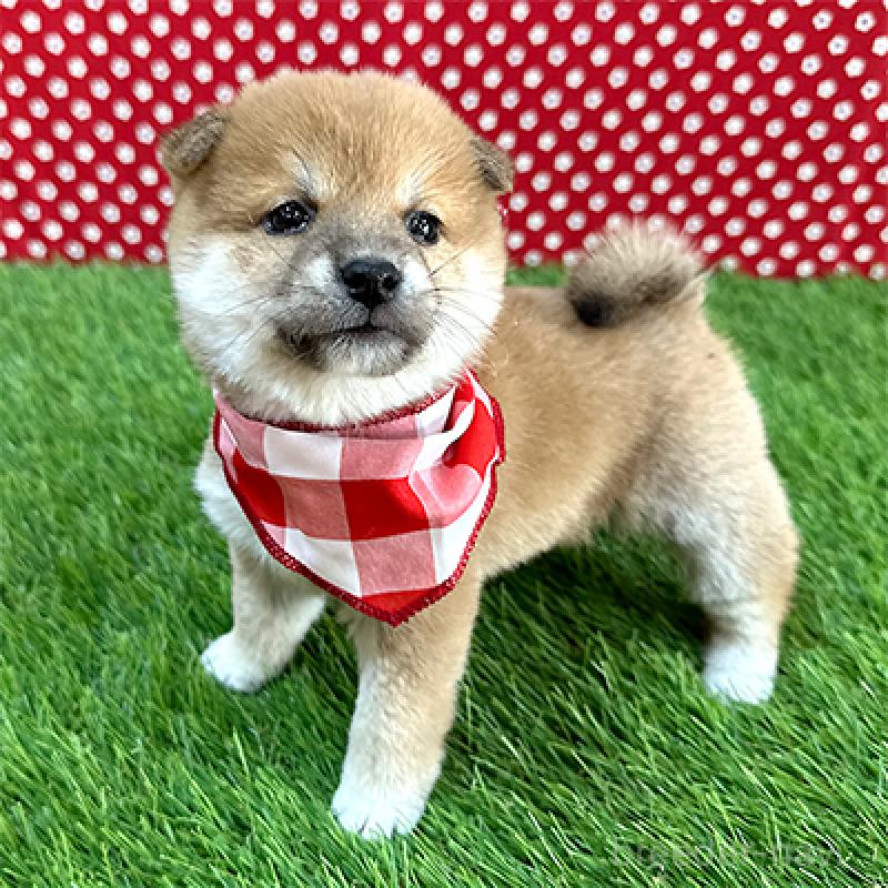 販売中の神奈川県の豆柴-439249の4枚目