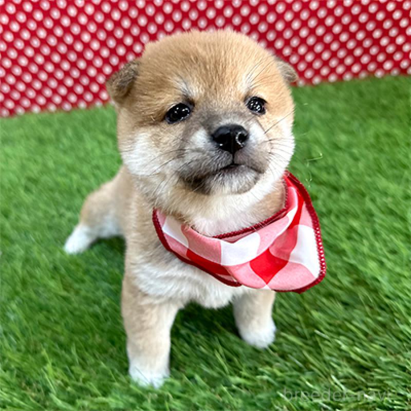 販売中の神奈川県の豆柴-439249の3枚目