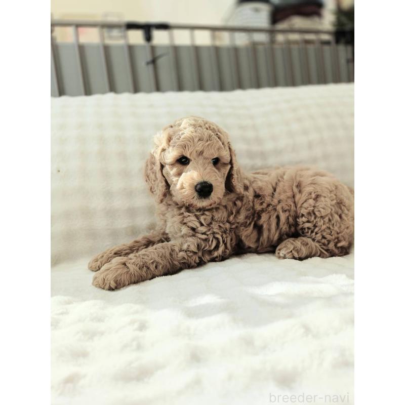 販売中の千葉県のスタンダードプードル-439248の9枚目