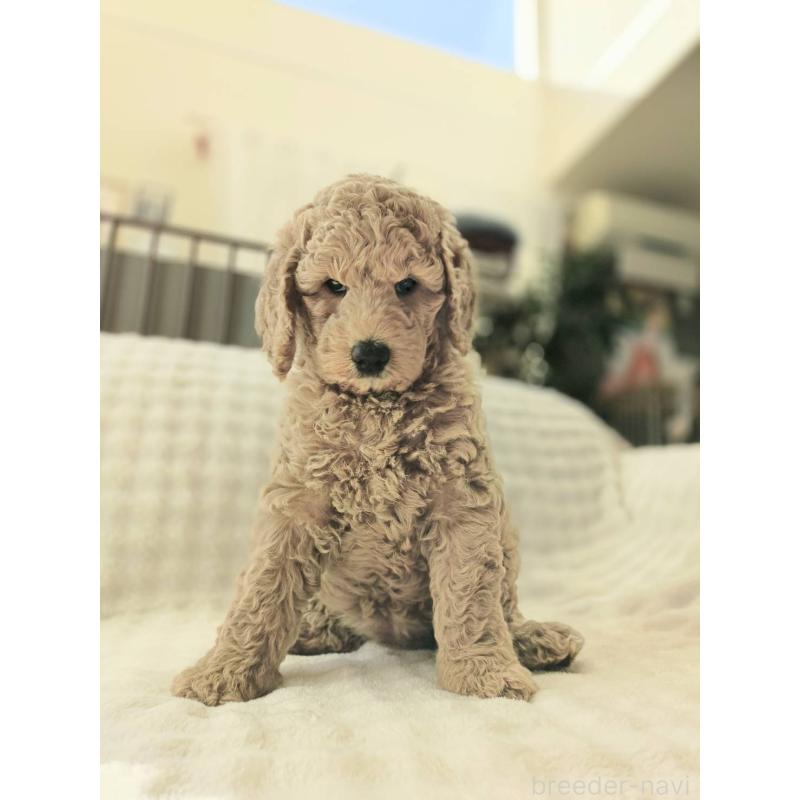 販売中の千葉県のスタンダードプードル-439248の7枚目