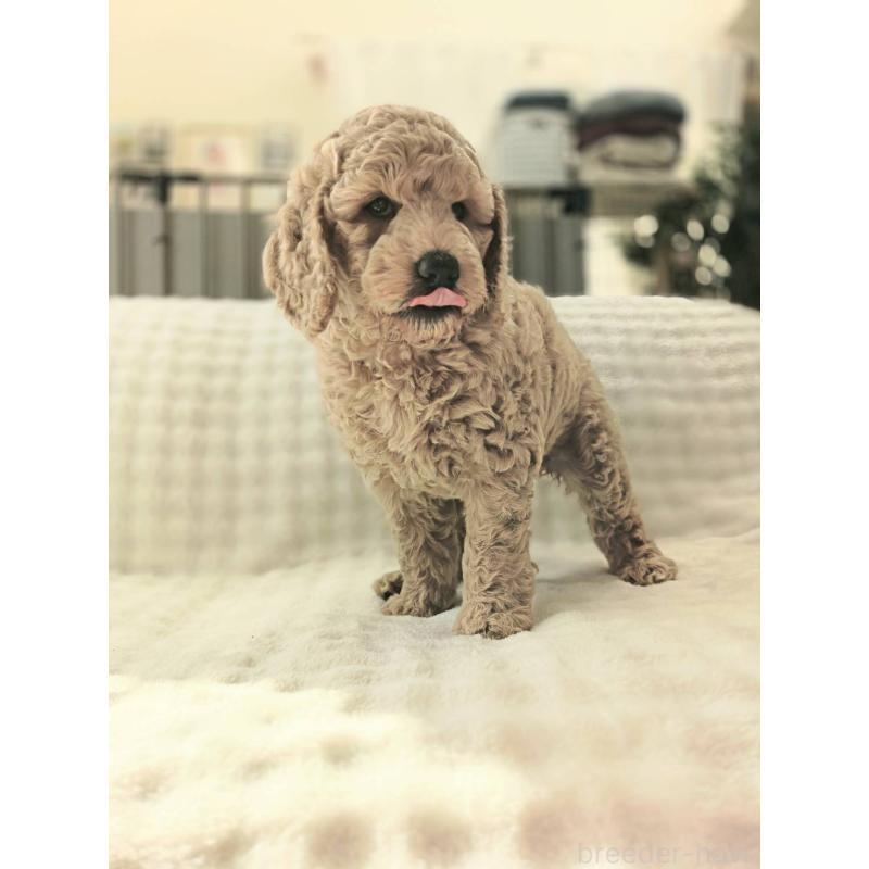 販売中の千葉県のスタンダードプードル-439248の6枚目