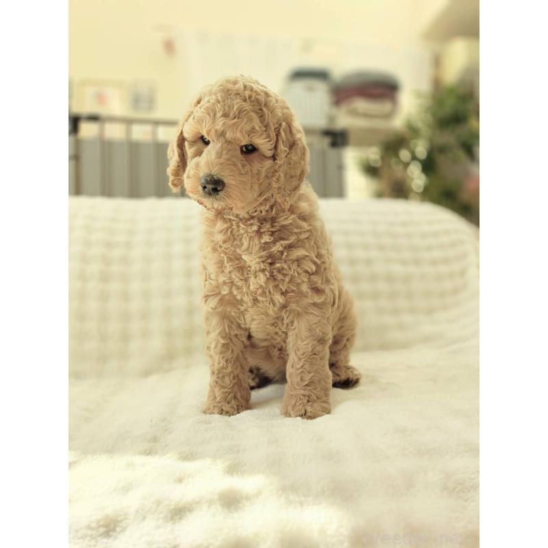 販売中の千葉県のスタンダードプードル-439248の4枚目