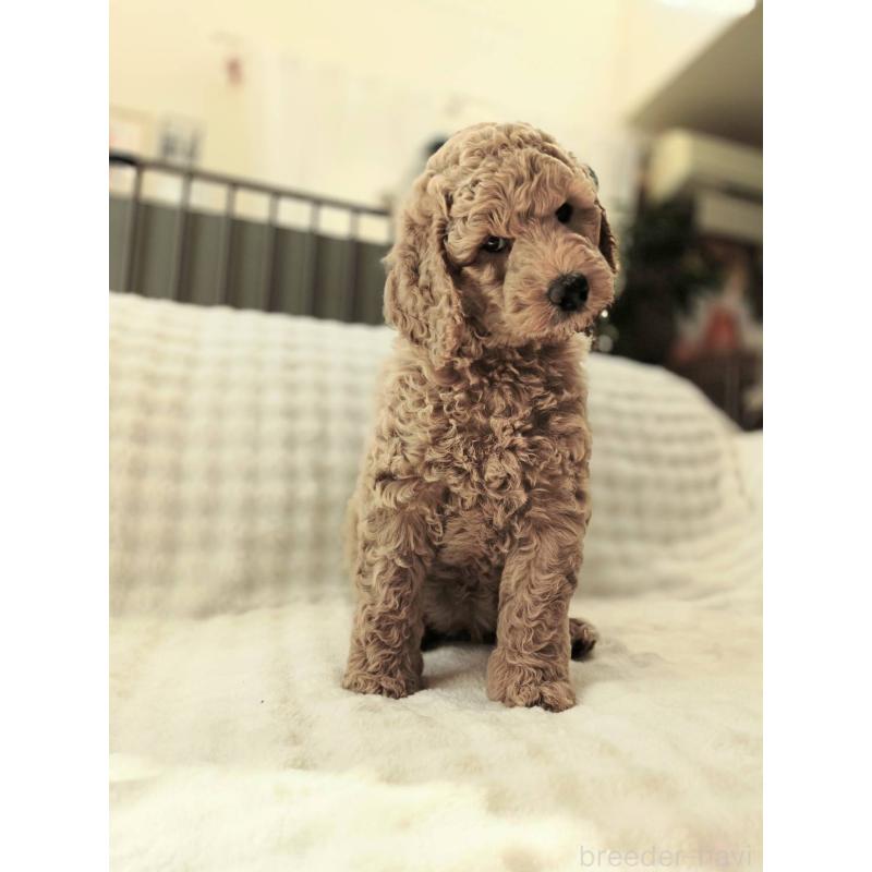販売中の千葉県のスタンダードプードル-439248の3枚目