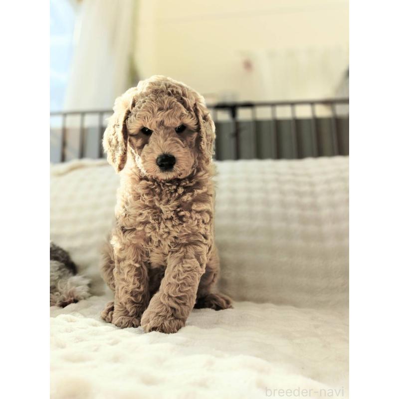 販売中の千葉県のスタンダードプードル-439248の2枚目