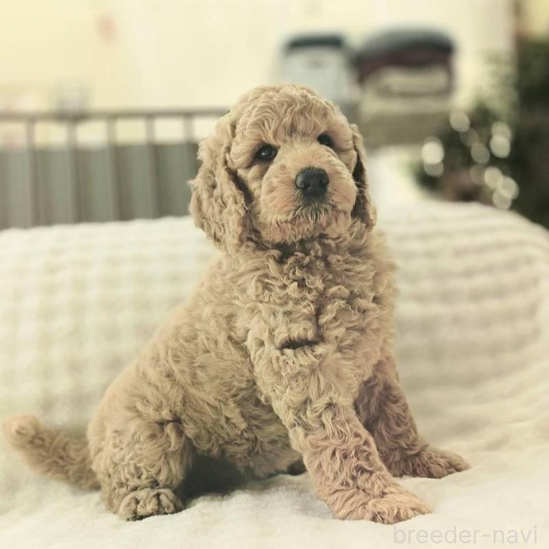 販売中の千葉県のスタンダードプードル-439248