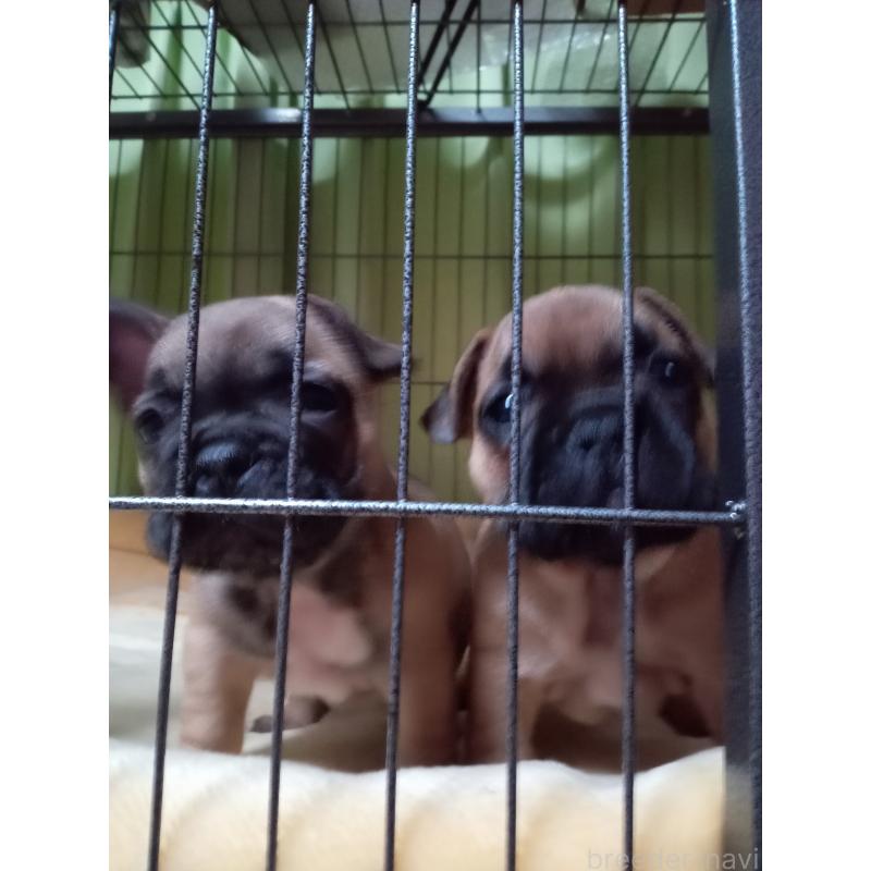 販売中の福岡県のフレンチブルドッグ-429906の2枚目