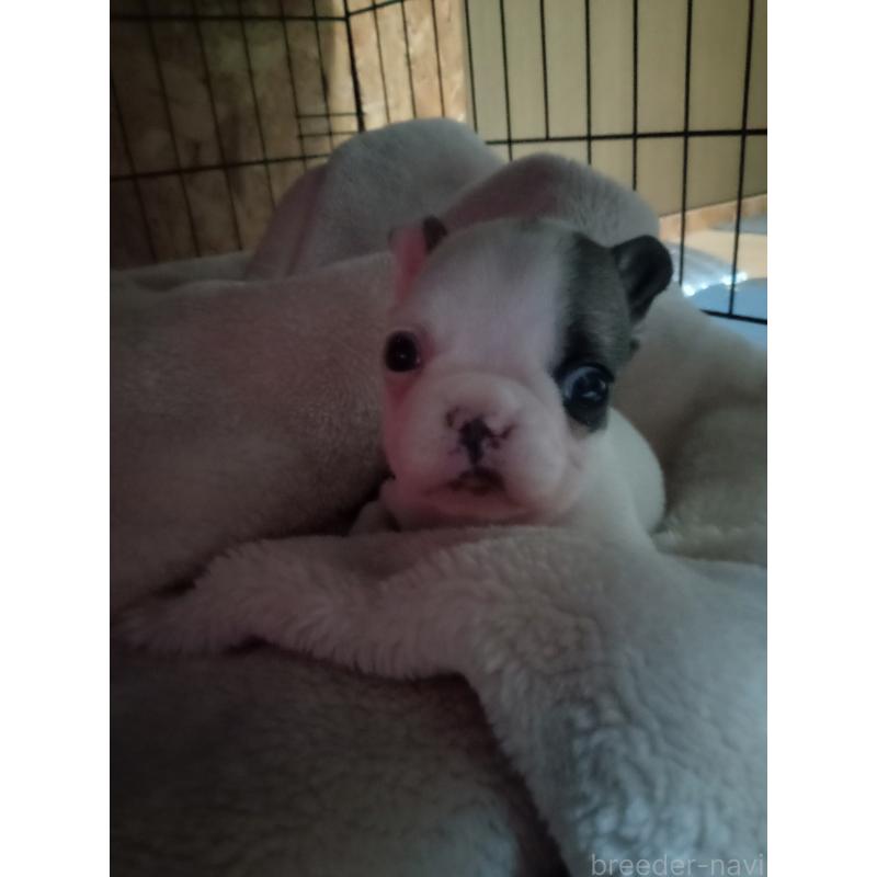 販売中の福岡県のフレンチブルドッグ-429905の4枚目