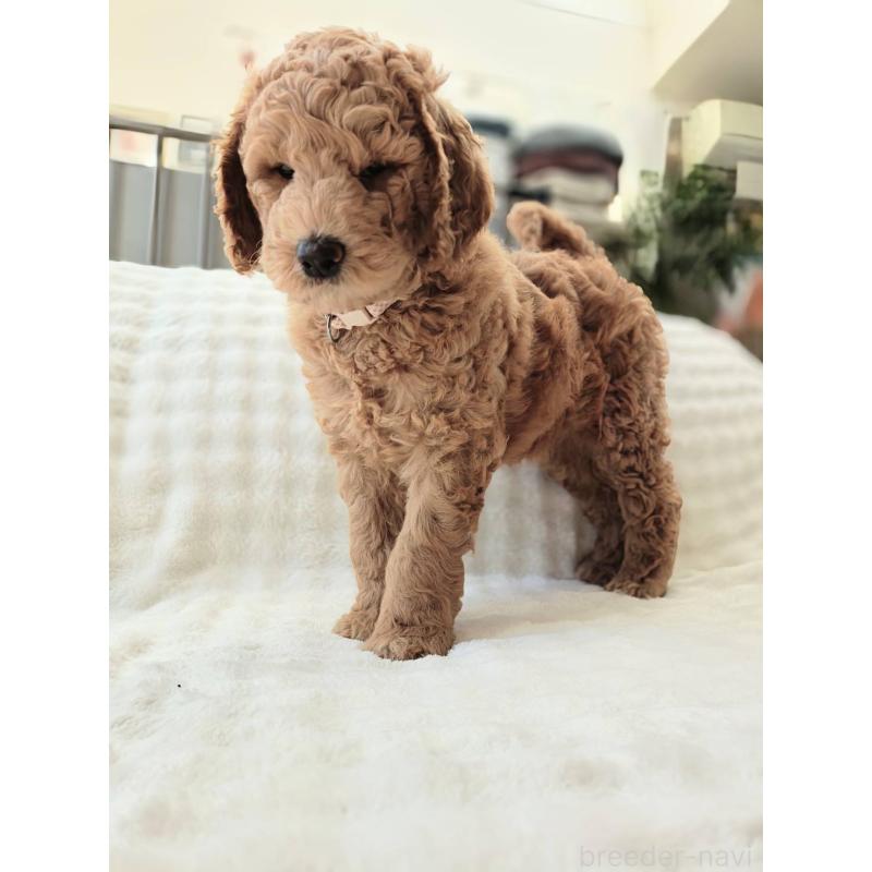 販売中の千葉県のスタンダードプードル-439250の10枚目