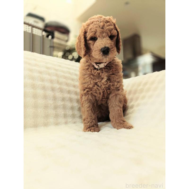 販売中の千葉県のスタンダードプードル-439250の8枚目