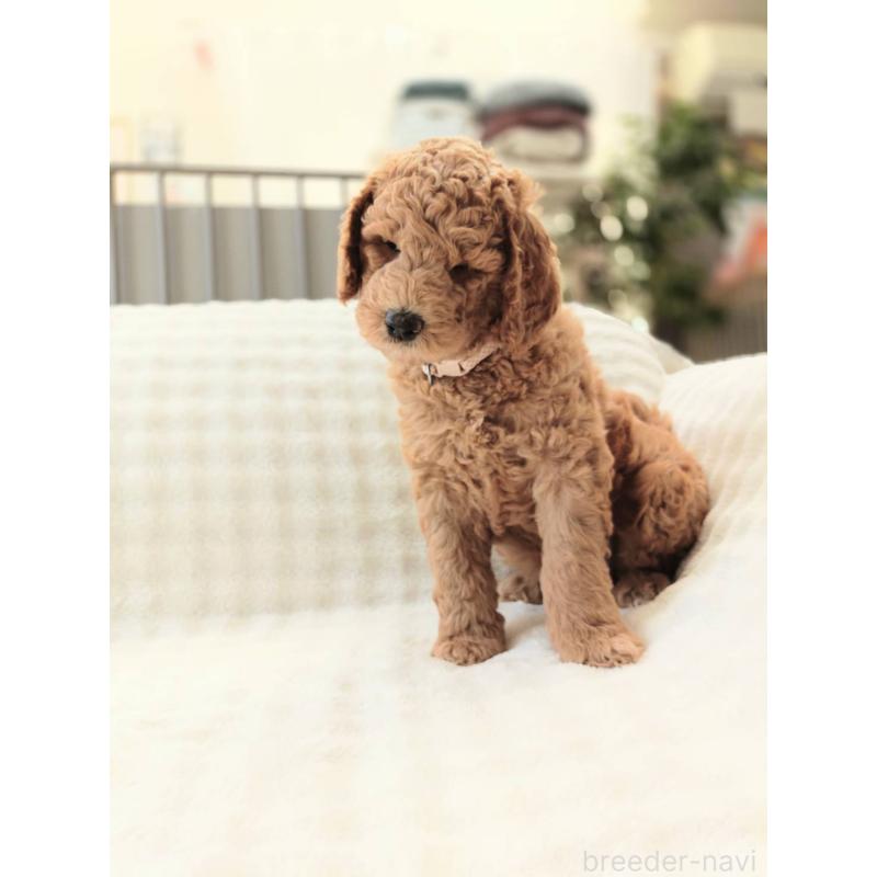 販売中の千葉県のスタンダードプードル-439250の9枚目