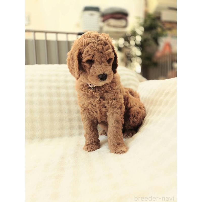 販売中の千葉県のスタンダードプードル-439250の6枚目