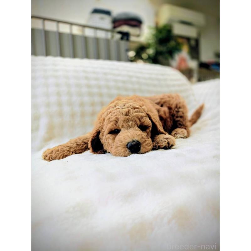 販売中の千葉県のスタンダードプードル-439250の7枚目