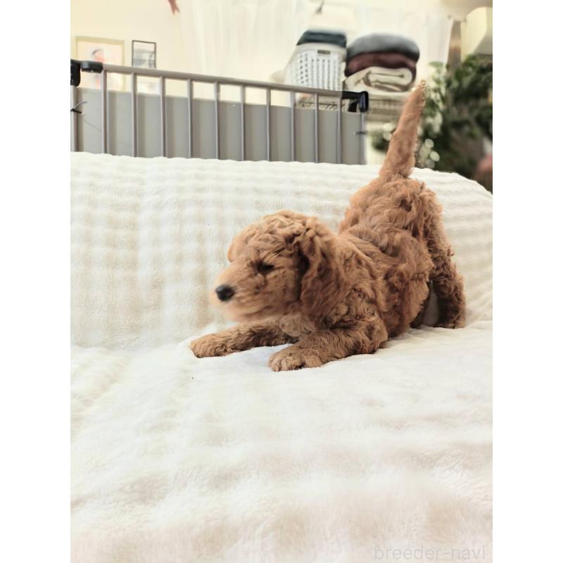 販売中の千葉県のスタンダードプードル-439250の5枚目