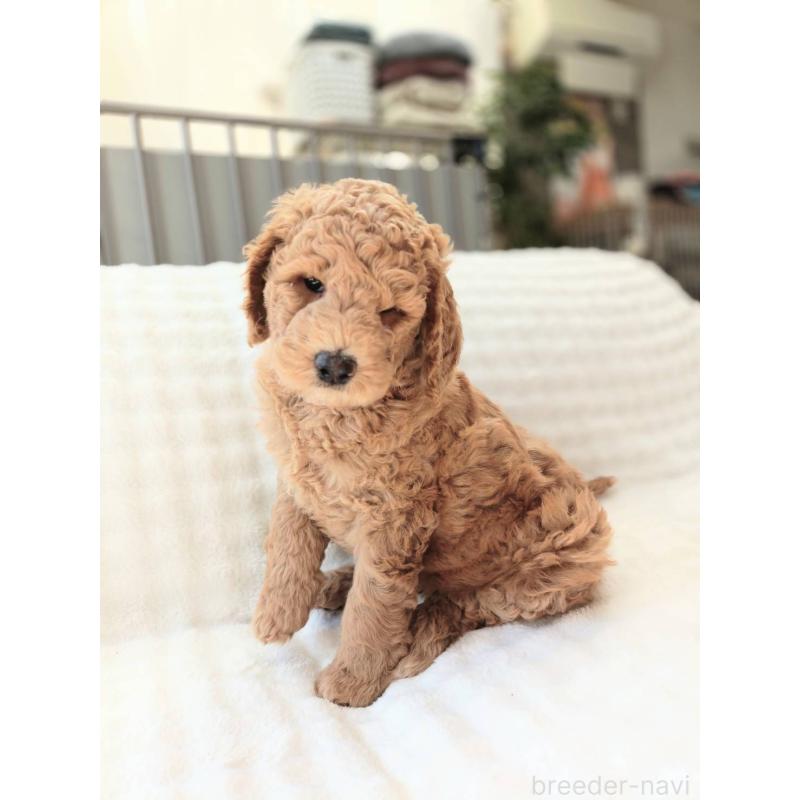 販売中の千葉県のスタンダードプードル-439250の4枚目