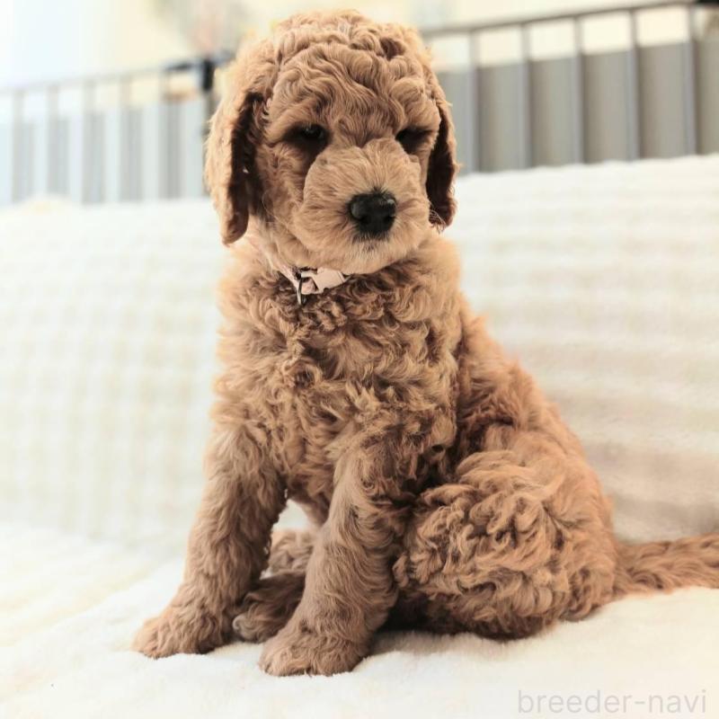 販売中の千葉県のスタンダードプードル-439250の2枚目
