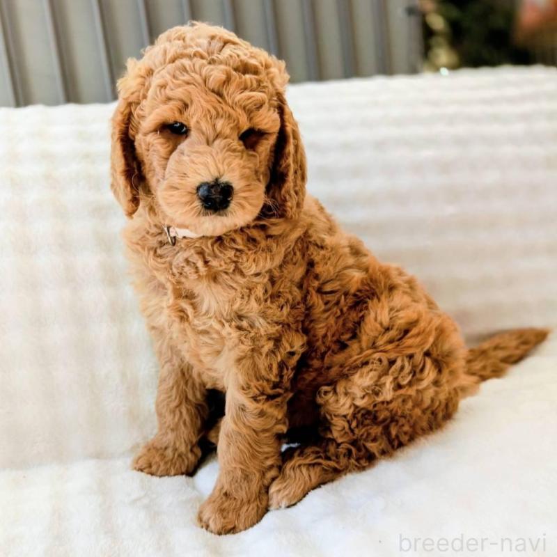 販売中の千葉県のスタンダードプードル-439250