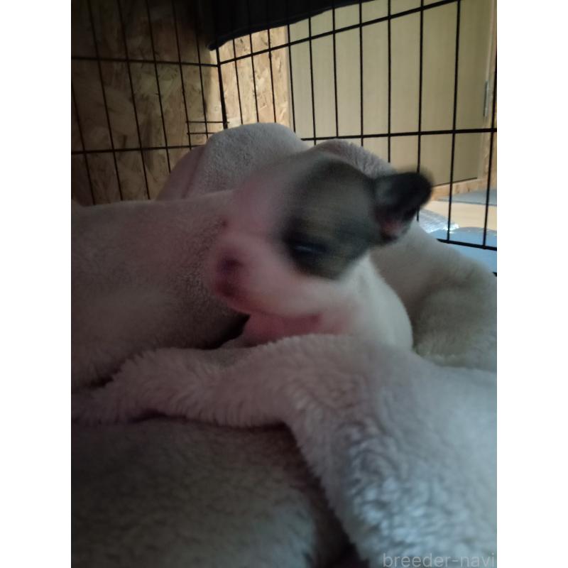 販売中の福岡県のフレンチブルドッグ-429905の3枚目