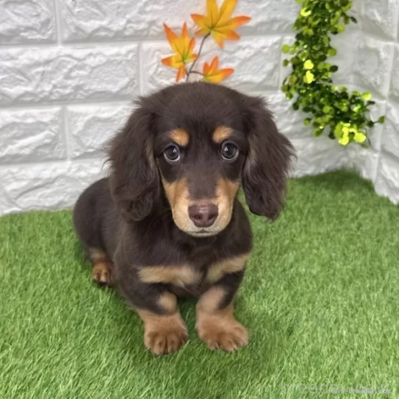 販売中の愛知県のミニチュアダックスフンド(ロングヘアード)-427716