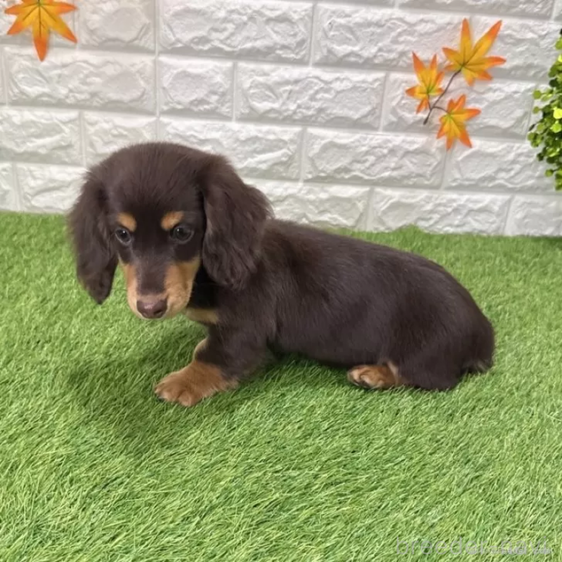 成約済の愛知県のミニチュアダックスフンド(ロングヘアード)-427716の5枚目