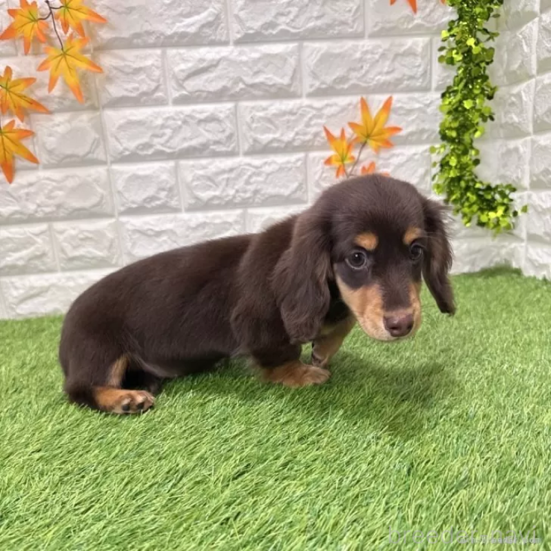 成約済の愛知県のミニチュアダックスフンド(ロングヘアード)-427716の4枚目