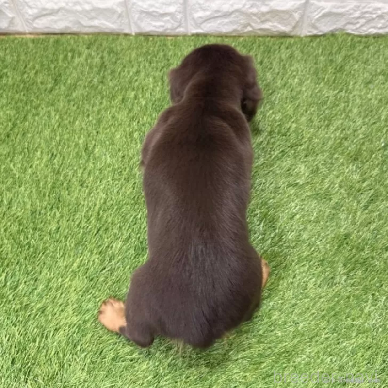 成約済の愛知県のミニチュアダックスフンド(ロングヘアード)-427716の2枚目