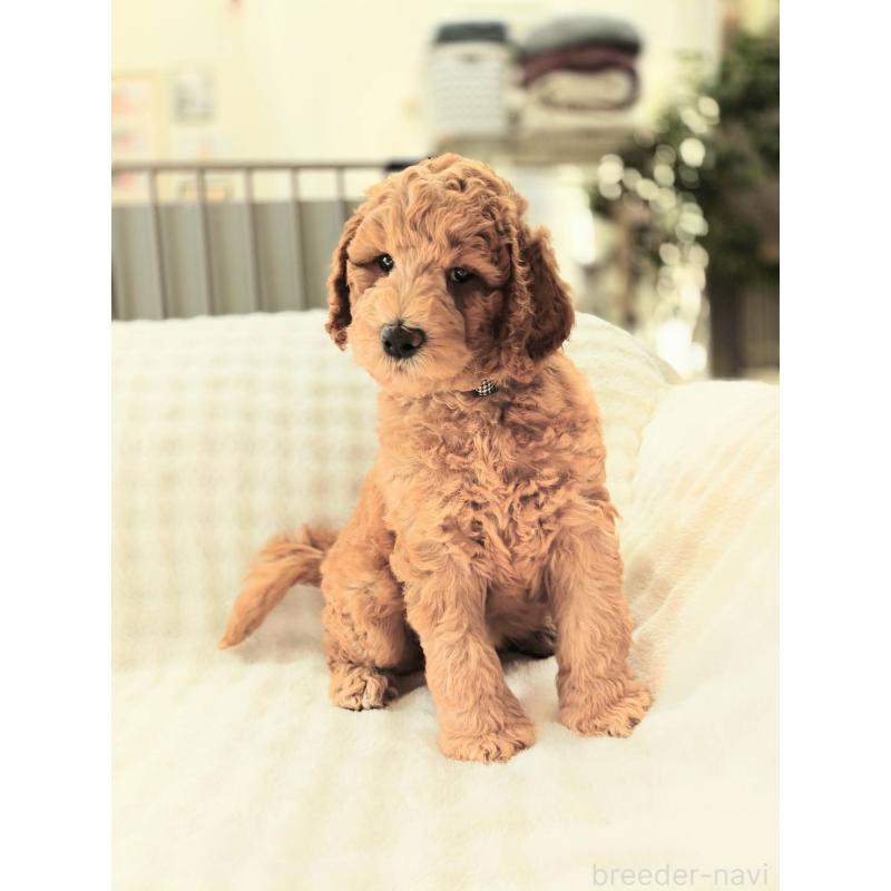 販売中の千葉県のスタンダードプードル-439252の10枚目