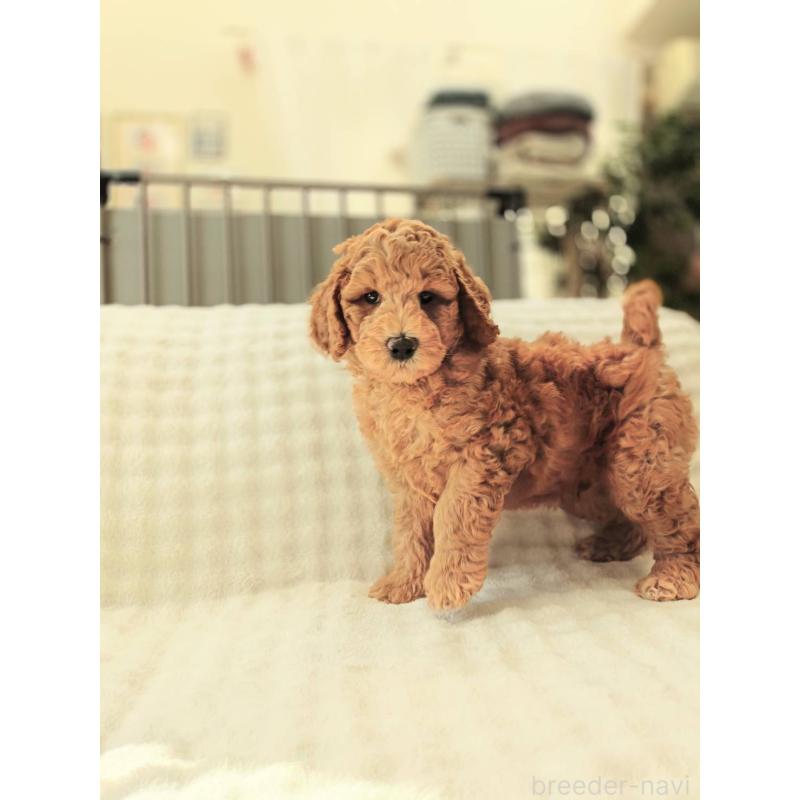 販売中の千葉県のスタンダードプードル-439252の9枚目