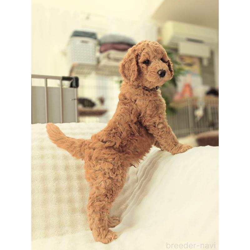 販売中の千葉県のスタンダードプードル-439252の8枚目