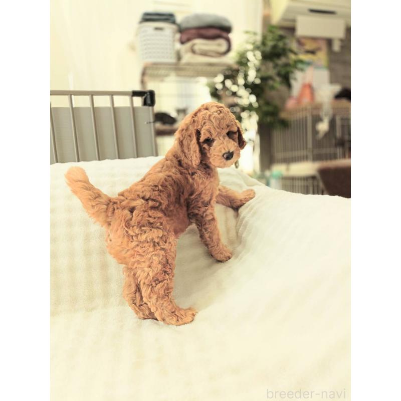 販売中の千葉県のスタンダードプードル-439252の7枚目