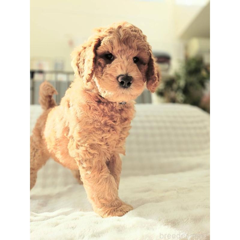 販売中の千葉県のスタンダードプードル-439252の6枚目