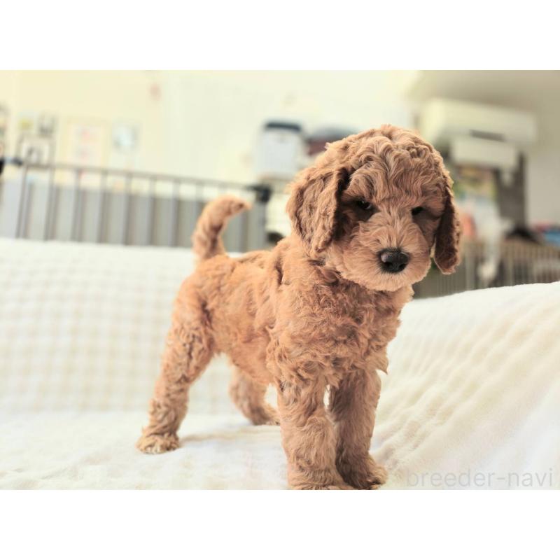 販売中の千葉県のスタンダードプードル-439252の5枚目