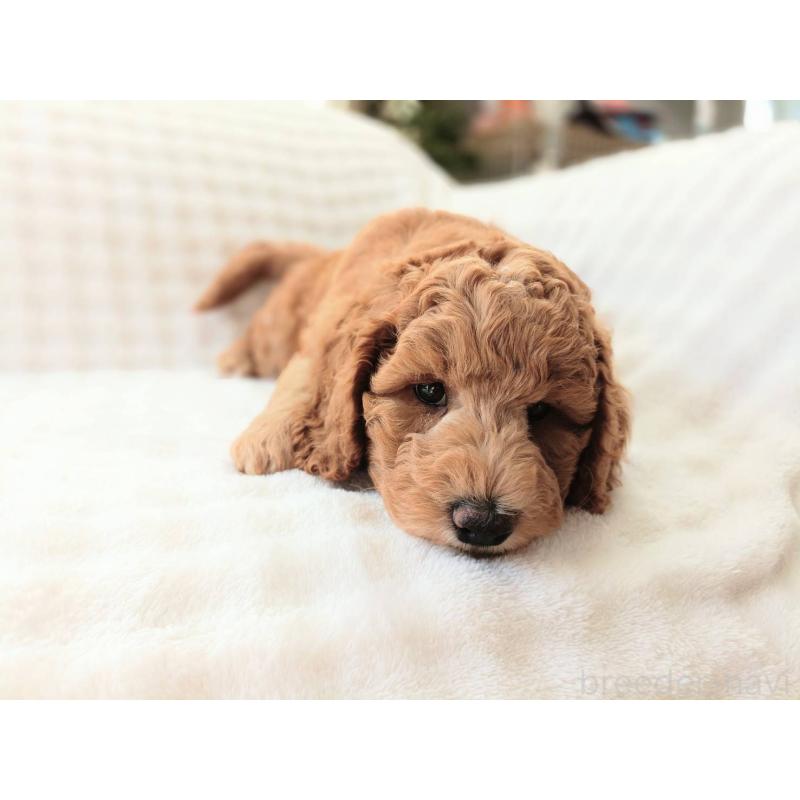 販売中の千葉県のスタンダードプードル-439252の4枚目