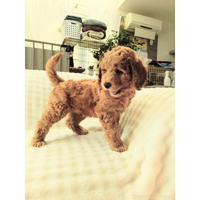 販売中の千葉県のスタンダードプードル-439252の3枚目