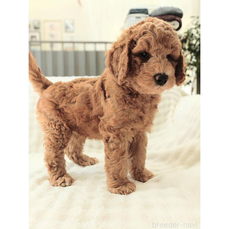 販売中の千葉県のスタンダードプードル-439252の2枚目