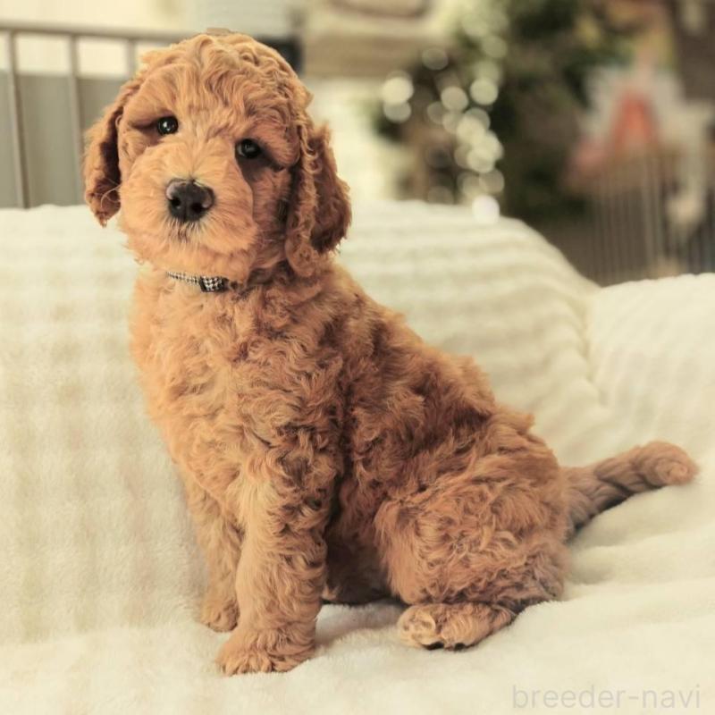 販売中の千葉県のスタンダードプードル-439252の1枚目