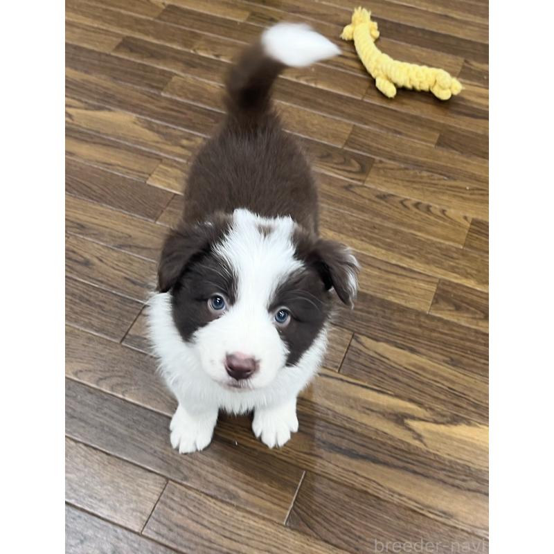 販売中の東京都のボーダーコリー-439253の9枚目