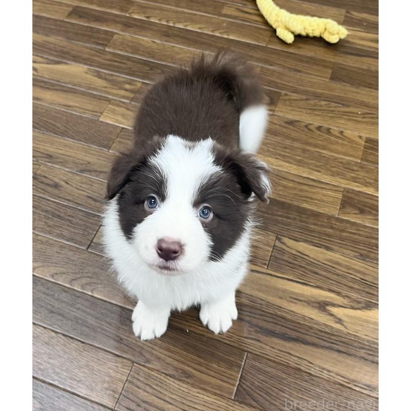 販売中の東京都のボーダーコリー-439253の8枚目