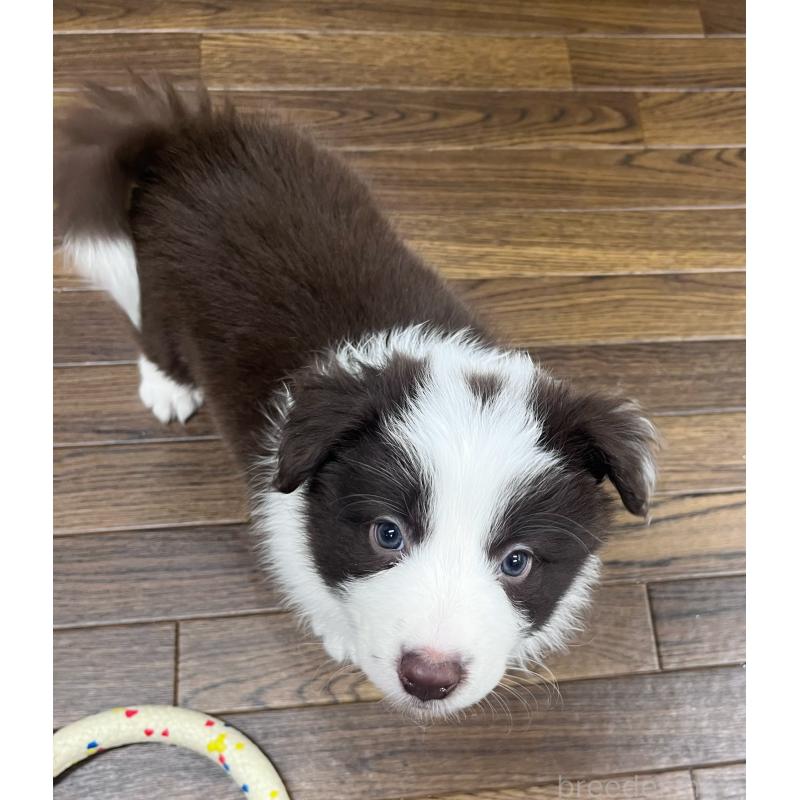 販売中の東京都のボーダーコリー-439253の7枚目