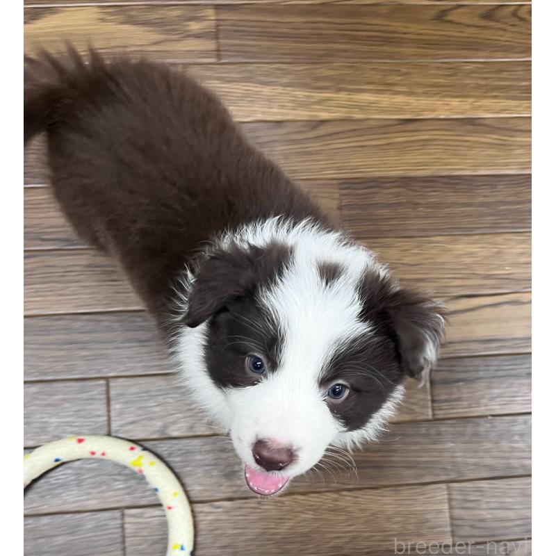 販売中の東京都のボーダーコリー-439253の6枚目