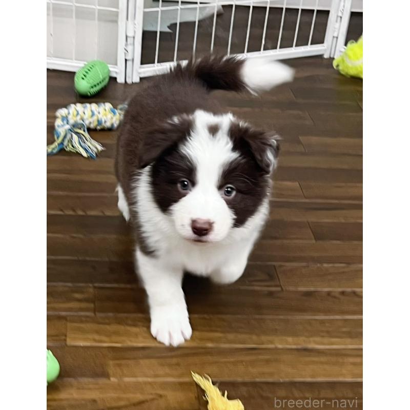 販売中の東京都のボーダーコリー-439253の5枚目