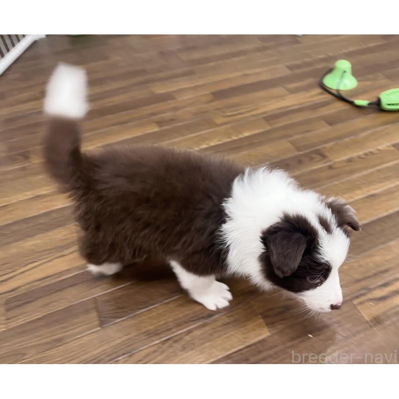 販売中の東京都のボーダーコリー-439253の4枚目