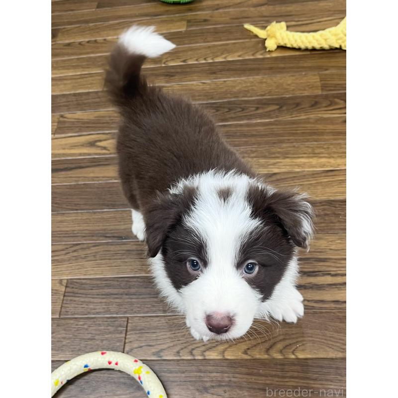 販売中の東京都のボーダーコリー-439253の3枚目