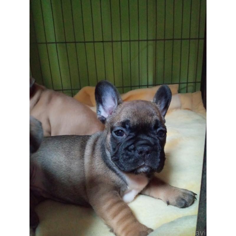 販売中の福岡県のフレンチブルドッグ-432185の4枚目