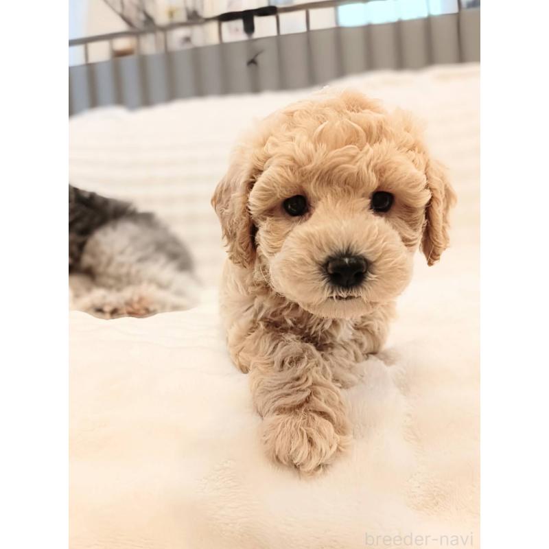 販売中の千葉県のビションプー:ビションフリーゼ×トイプードル-439255の14枚目