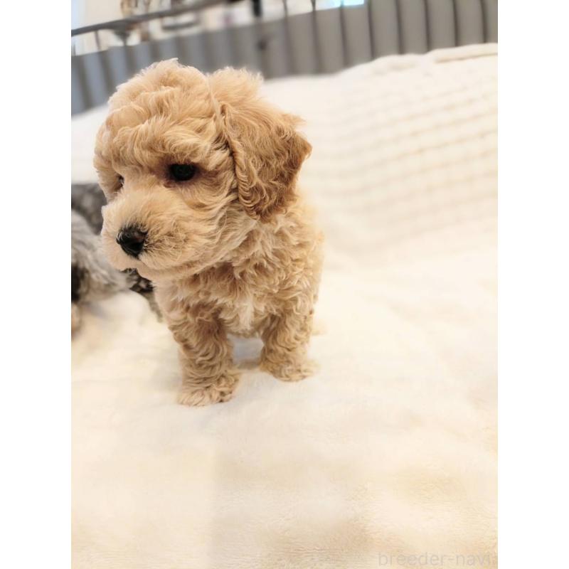 販売中の千葉県のビションプー:ビションフリーゼ×トイプードル-439255の11枚目