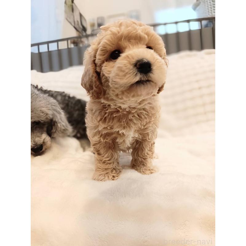 販売中の千葉県のビションプー:ビションフリーゼ×トイプードル-439255の12枚目