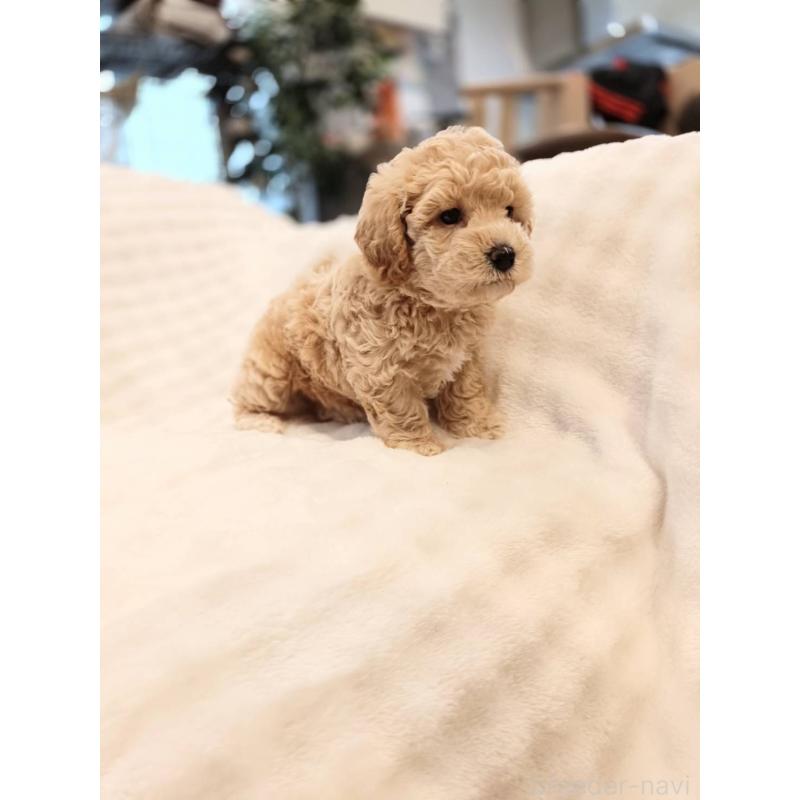 販売中の千葉県のビションプー:ビションフリーゼ×トイプードル-439255の10枚目