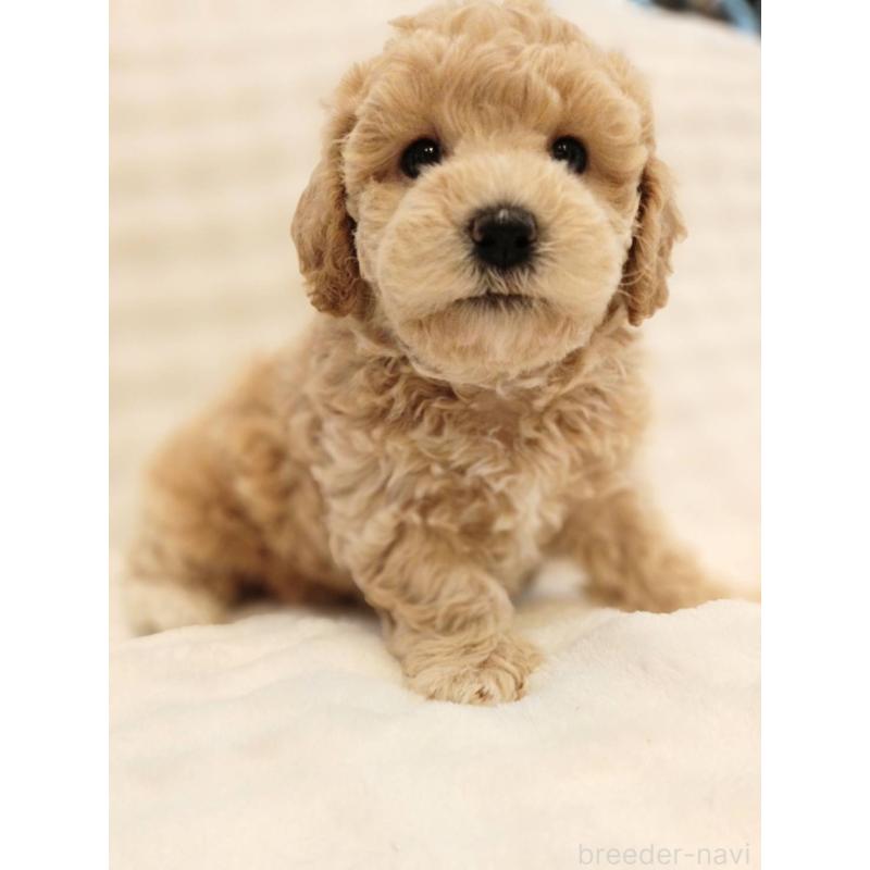 販売中の千葉県のビションプー:ビションフリーゼ×トイプードル-439255の9枚目